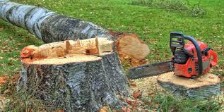 Tree and Shrub Care in Belle Meade, TN