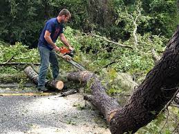 Best Tree Cabling and Bracing  in Belle Meade, TN