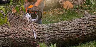  Belle Meade, TN Tree Care Pros