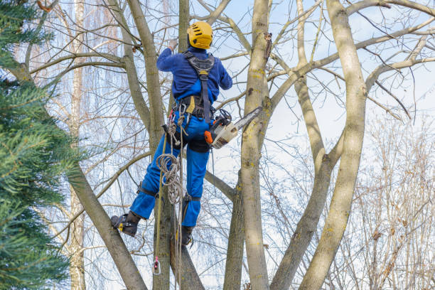 Best Tree Disease Treatment  in Belle Meade, TN