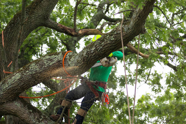 Best Tree Preservation Services  in Belle Meade, TN