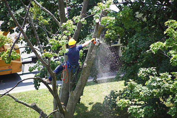 Best Emergency Tree Removal  in Belle Meade, TN