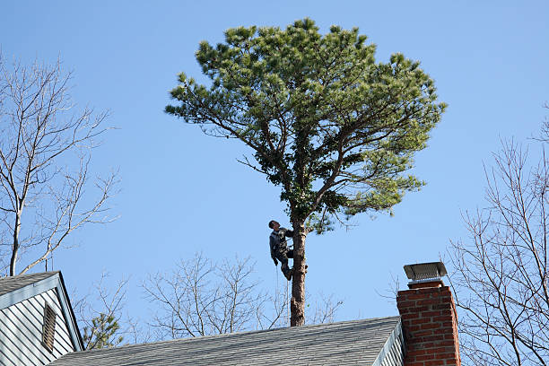 How Our Tree Care Process Works  in  Belle Meade, TN