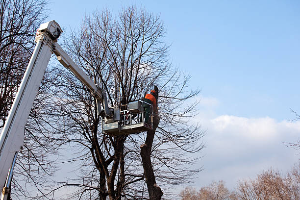 Trusted Belle Meade, TN Tree Care Experts