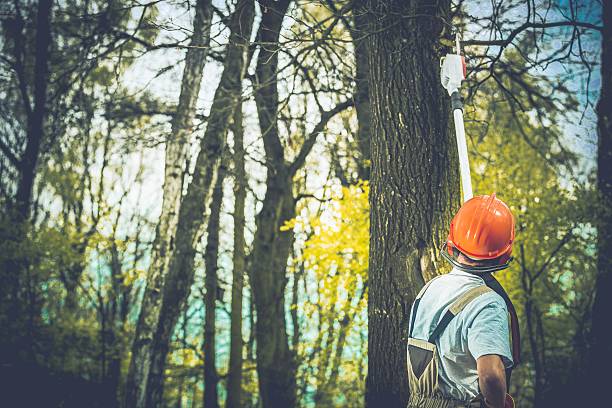 Best Tree Removal  in Belle Meade, TN